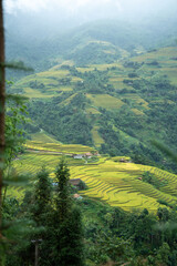 North West Highland of Viet Nam's landscape with ethnic feature of fog with green stairs paddy field and small house