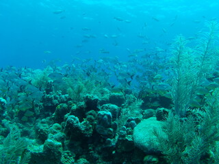 Reef
