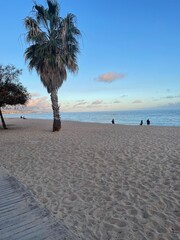 Playa de la Costa Brava con palmera