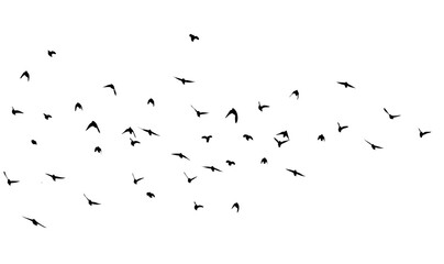 Flying birds silhouette flock. hand drawing. Not AI. Vector illustration