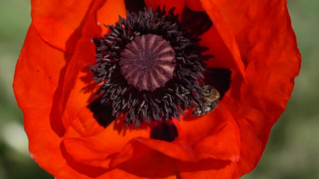 Close-Up of a Poppy Flower with a Bee
