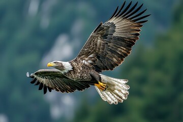 Obraz premium Bald Eagle in Flight with Spread Wings against a Green Blurred Background