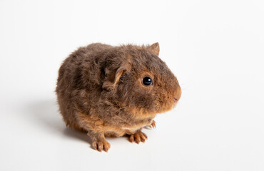 The guinea pig or domestic guinea pig, Cavia porcellus known as the cavy or domestic cavy. Breed called teddy, cute fuzzy animal. Studio shot, isolated on black background.
