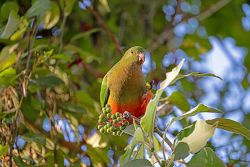 Young king parrot eating green berry