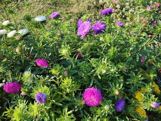 Aster. Summer flowers. Flower bed.