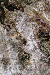 Texture of a trunk an old olive tree