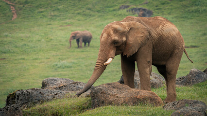 Obraz premium African elephant captured in its habitat visualizing the environment