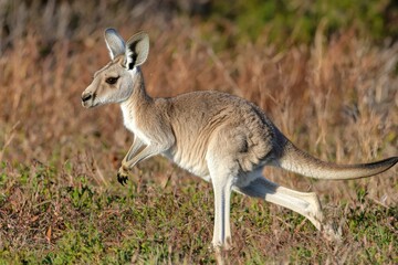 Fototapeta premium A Young Kangaroo Hopping Through Grassy Bushland