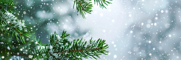 Festive background with green pine tree branches and snow falling, banner, copy space concept for nature, Christmas, New Year, winter season, and spring background, banner