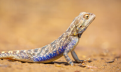 The blue agama sits in ambush on sand and branches and hunts for insects. Beautiful blue lizard close-up in the wild.