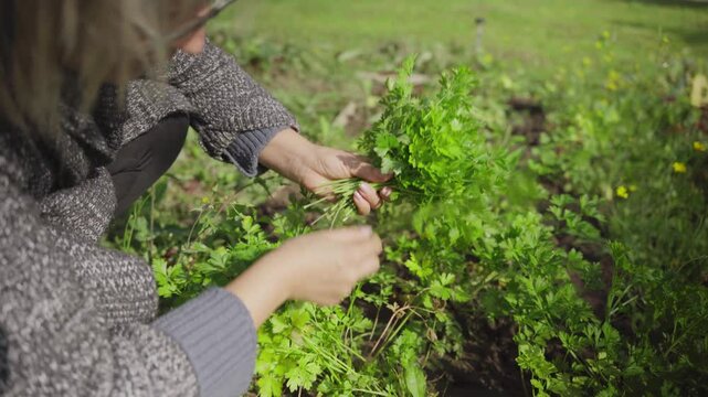 picking green plants from the garden. parsley. a woman is engaged in gardening