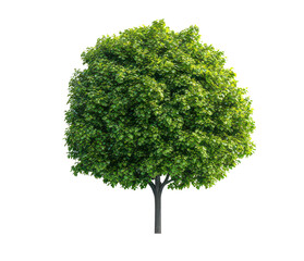 Fototapeta premium Lush green tree with a round canopy, symbolizing nature isolate on transparent background, cutout, png
