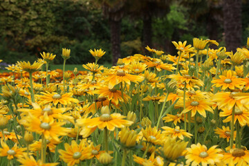 Fototapeta premium Closeup of a bed of Black-eyed Susan blooms, Derbyshire England 