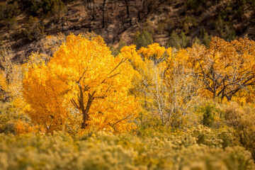 Single tree covered with orange leaves in a wildflower meadow in October