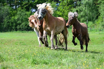 Integration eines Haflingers in eine Herde Isländer Junghengste