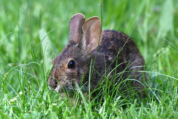 An up close shot of a wild rabbit in green grass.