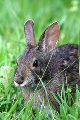 A close-up portrait shot of a wild bunny rabbit in bright green grass.