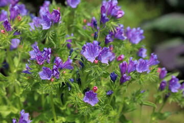 Macro image of Purple Viper's Bugloss blooms, Derbyshire England
