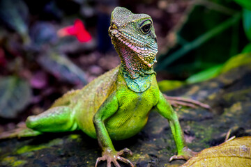 Green lizard in a tropical garden facing the camera