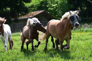 Integration eines Haflingers in eine Herde Isländer Junghengste