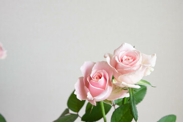 スイートアバランチェ