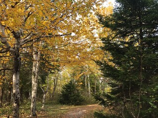 autumn in the forest