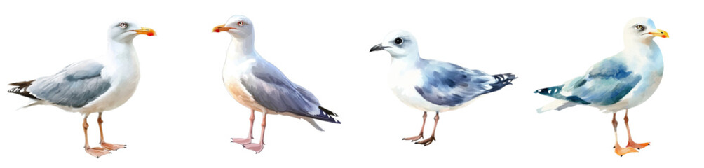 Obraz premium Illustration of a mew gull using watercolors on a white background.