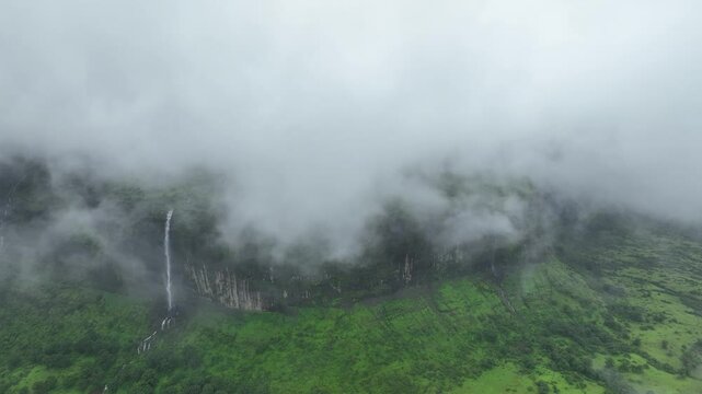 fog in the forest