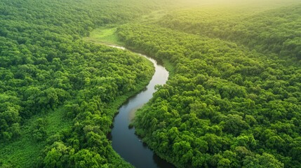 Aerial View of Lush Green Forest with Winding River