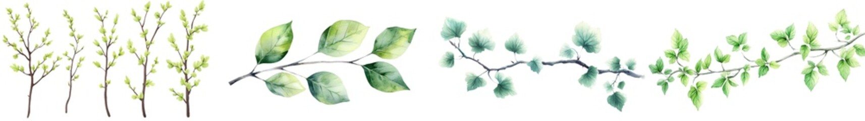 Illustration of an alder branch in watercolor with a background isolated on white.