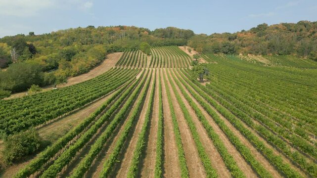 Weingarten im Burgenland, &Ouml;sterreich, aus der Luft gefilmt (Vorw&auml;rtsbewegung, hoch)