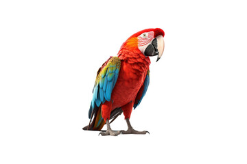 Fototapeta premium A scarlet macaw on a white background. Suitable for animal-themed designs, posters, and educational materials about birds