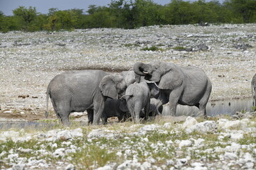 elefanti in etosha © Davide Antoniani