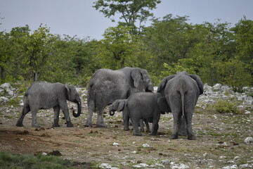 elefanti in etosha © Davide Antoniani