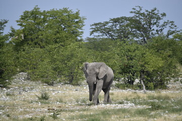 elefanti in etosha © Davide Antoniani
