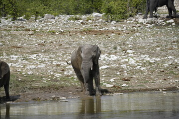 elefanti in etosha © Davide Antoniani