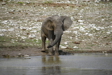 elefanti in etosha © Davide Antoniani