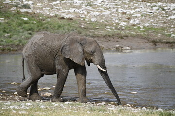 elefanti in etosha © Davide Antoniani