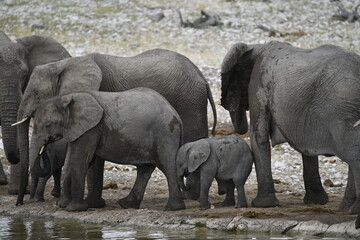 elefanti in etosha © Davide Antoniani