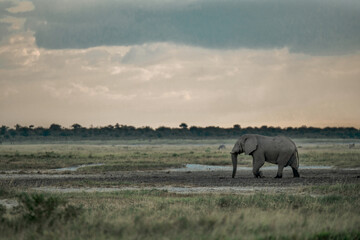 elefanti in etosha © Davide Antoniani