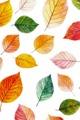 Obraz premium Autumn leaves on white background isolated on transparent background