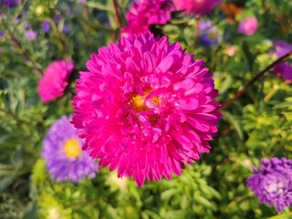 Aster. Summer pink flowers. Flower bed.