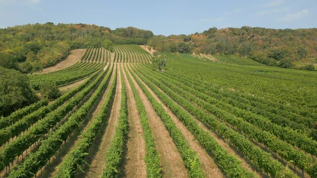Weingarten im Burgenland, &Ouml;sterreich, aus der Luft gefilmt (Seitw&auml;rtsbewegung, hoch)