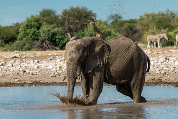 elefanti in etosha © Davide Antoniani