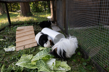 Meerschweinchen tier natur herde
