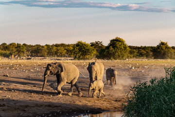 elefanti in etosha © Davide Antoniani