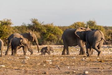 elefanti in etosha © Davide Antoniani