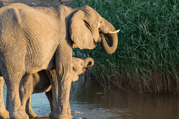 elefanti in etosha