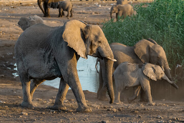 elefanti in etosha © Davide Antoniani