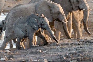 elefanti in etosha © Davide Antoniani